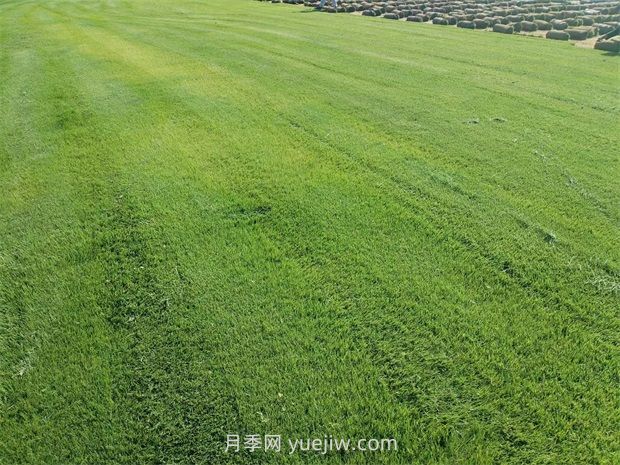 草皮種植適合什么地方？(圖1)