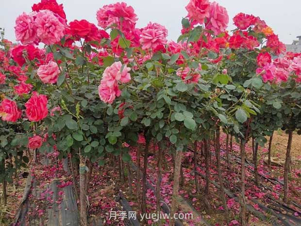 3公分獨桿月季價(jià)格多少錢(qián)？南陽(yáng)基地批發(fā)供應報價(jià)(圖1)