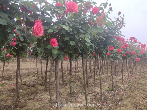 3公分獨桿月季價(jià)格多少錢(qián)？南陽(yáng)基地批發(fā)供應報價(jià)(圖2)