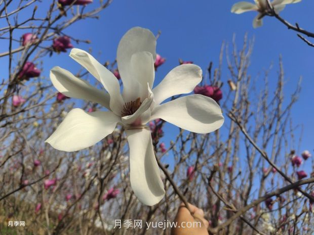 玉蘭花有什么顏色？帶你一起了解南陽(yáng)玉蘭花(圖1)