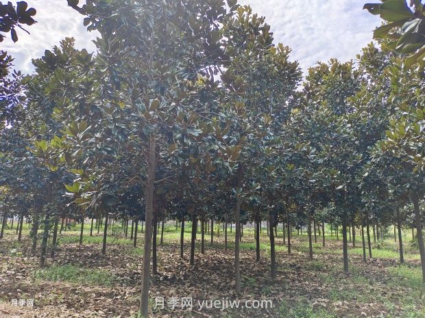 廣玉蘭的栽培技術(shù)以及養殖方法(圖2)