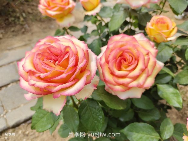 地栽山東月季花，現在施肥晚不晚？多用葉面肥效果更明顯(圖1)