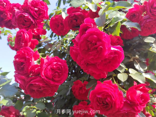 弗洛倫蒂娜月季，爆花健壯抗病耐寒正紅色爬藤王者(圖1)