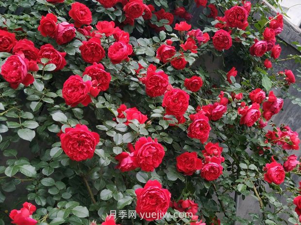 弗洛倫蒂娜月季，爆花健壯抗病耐寒正紅色爬藤王者(圖2)