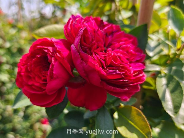 弗洛倫蒂娜月季，爆花健壯抗病耐寒正紅色爬藤王者(圖3)