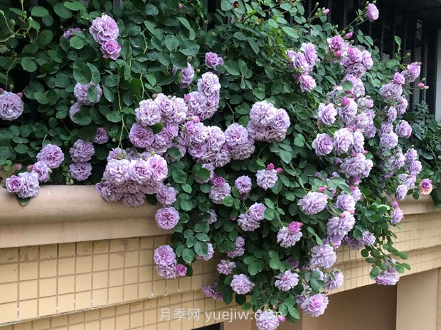 藍色陰雨月季，花開(kāi)如瀑的藍紫色爬藤(圖3)