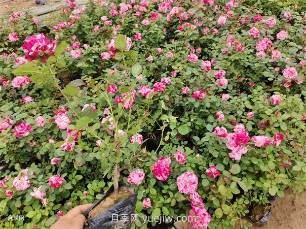 養月季要舍得施肥，多噴磷鉀肥，開(kāi)花數量才會(huì )多(圖2)