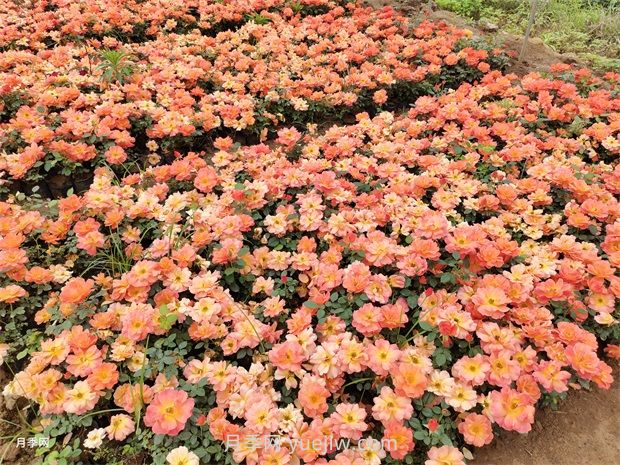 必知！地被植物的分類(lèi)(圖2)