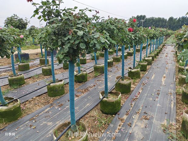 綠籬和苗圃除草那么難，怎么做才能事半功半？(圖1)