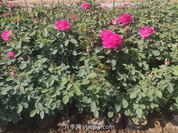 綠籬和苗圃除草那么難，怎么做才能事半功半？(圖2)