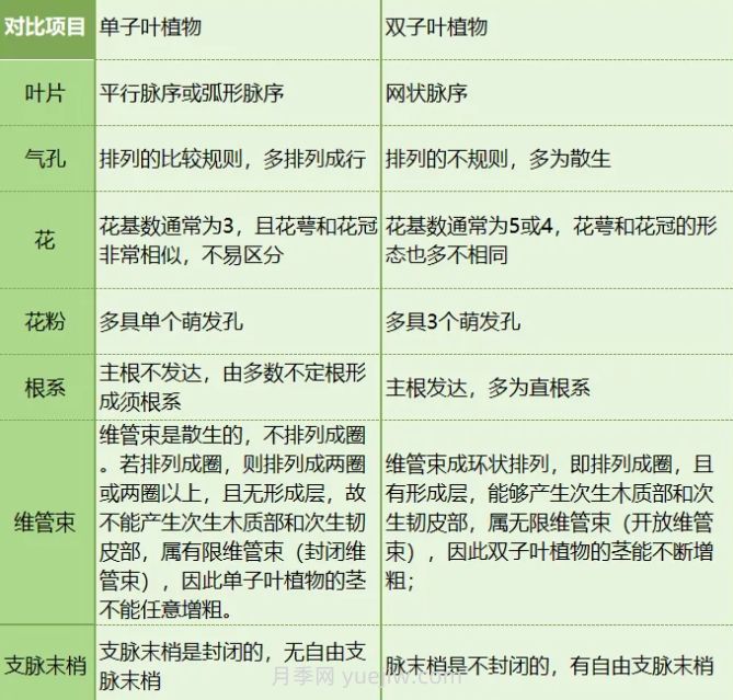 單子葉植物和雙子葉植物的區別(圖2)