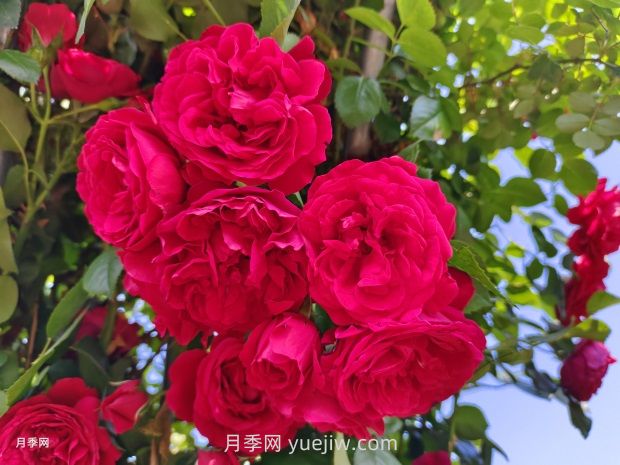 德國科德斯月季，品種匯集(圖1)