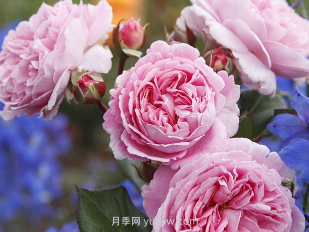德國科德斯月季，品種匯集(圖10)