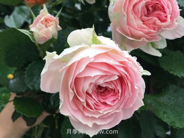 德國科德斯月季，品種匯集(圖11)