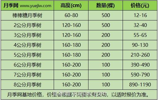 3公分月季樹(shù)多少錢(qián)？2024年樹(shù)狀月季新價(jià)格(圖1)