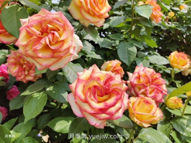 花開(kāi)滿(mǎn)園，月季種植經(jīng)驗分享(圖2)