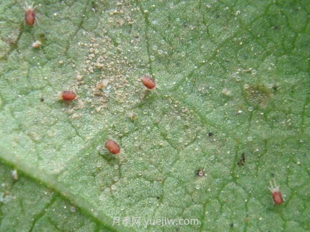 夏季月季高發(fā)的紅蜘蛛怎么有效預防？(圖1)