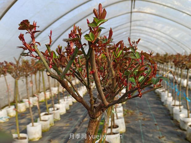 什么季節適合修剪月季花的枝條？(圖1)