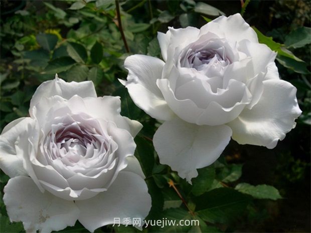 加百列大天使的優(yōu)缺點(diǎn)是什么？(圖1)