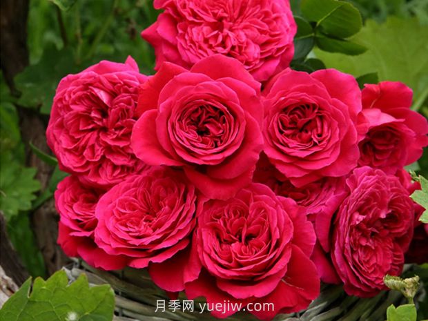 皇家胭脂月季的優(yōu)缺點(diǎn)是什么？(圖1)