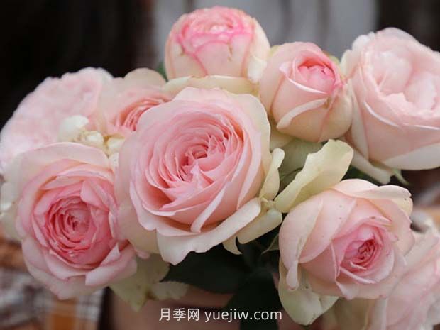 蒙娜麗莎月季的優(yōu)缺點(diǎn)是什么？(圖1)