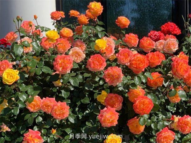 探索月季花如何適應不同氣候條件的生長(cháng)？(圖1)