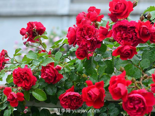 月季花的水肥管理要注意什么？(圖1)