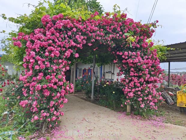 如何以造型月季為主題打造迷人花園？(圖1)