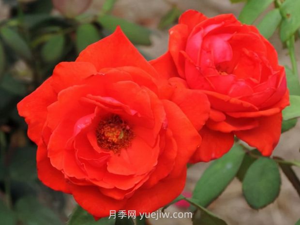 香云月季的優(yōu)缺點(diǎn)是什么？(圖1)