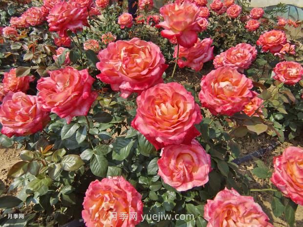 彩云月季花的優(yōu)缺點(diǎn)是什么？(圖2)