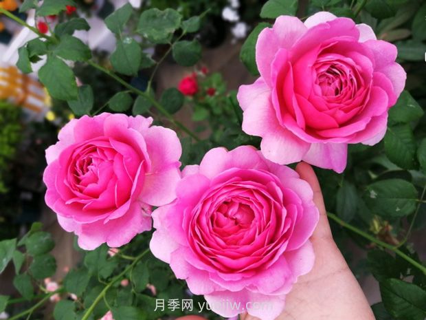 肯特公主月季的優(yōu)缺點(diǎn)是什么？(圖1)