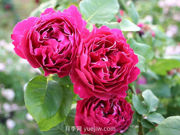 紫袍玉帶月季的優(yōu)缺點(diǎn)是什么？(圖1)