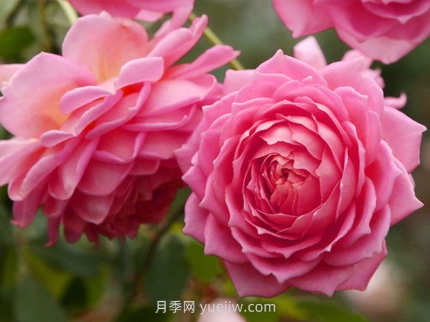 銀禧慶典月季的優(yōu)缺點(diǎn)是什么？(圖1)