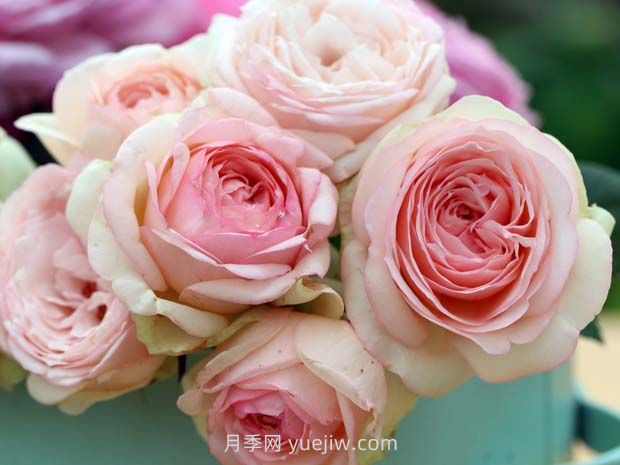 蒙娜麗莎月季，適合兩廣種植的優(yōu)秀灌木月季(圖1)