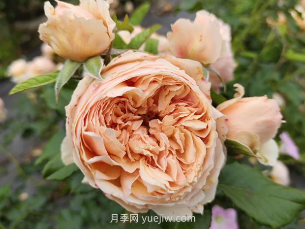 耐熱品種哪款強？?jì)蓮V花友強烈推薦3款月季(圖1)