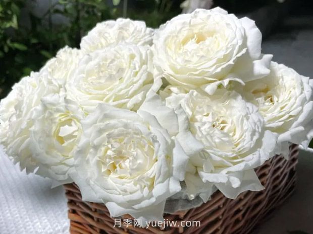 耐熱品種哪款強？?jì)蓮V花友強烈推薦3款月季(圖2)