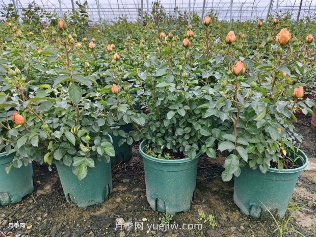 夏季月季管理做好這5點(diǎn)，長(cháng)勢旺盛，秋花更美(圖1)