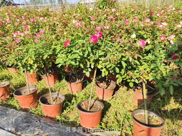 夏季月季管理做好這5點(diǎn)，長(cháng)勢旺盛，秋花更美(圖2)