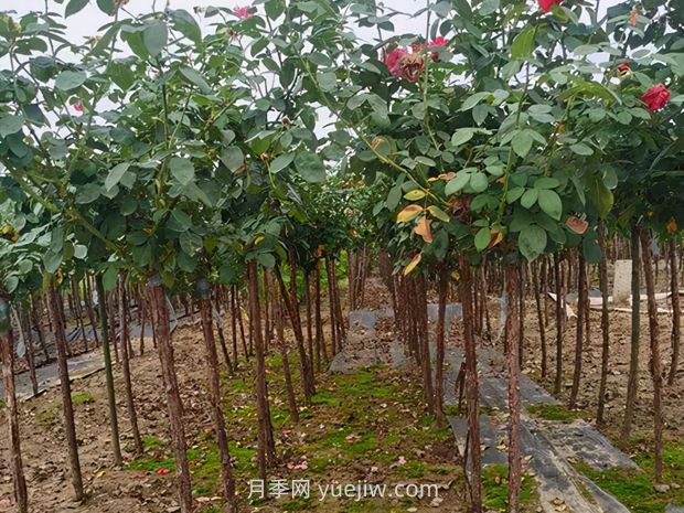 夏季月季管理做好這5點(diǎn)，長(cháng)勢旺盛，秋花更美(圖3)