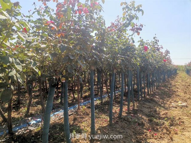 夏天月季施肥注意這3點(diǎn)，否則很容易黑桿(圖1)