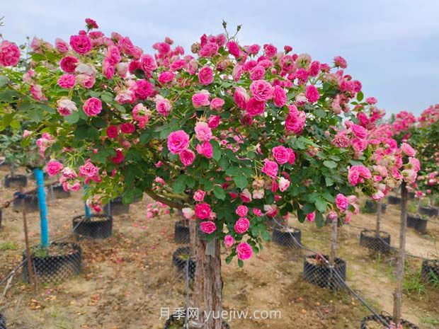 南陽(yáng)樹(shù)狀月季開(kāi)花少的原因有哪些？(圖2)