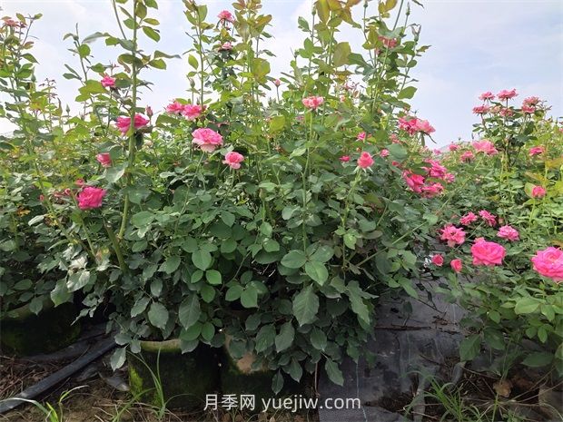 六月份月季花這樣養，下半年才能開(kāi)的更旺(圖1)
