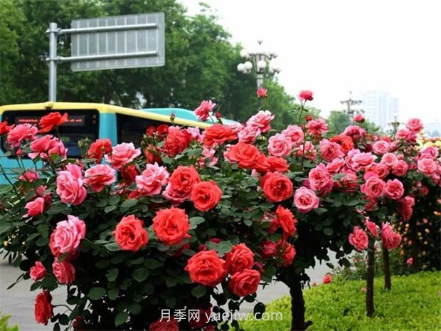 園林景觀(guān)樹(shù)木布置時(shí)需要注意哪些？(圖2)