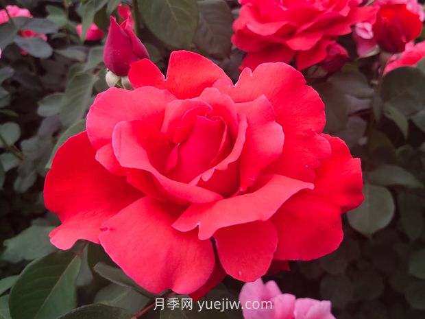 月季的文化世界，園林綠化的多彩花海(圖1)
