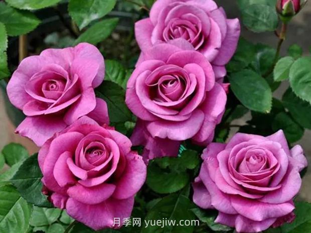 冥王星月季的優(yōu)缺點(diǎn)是什么？(圖1)