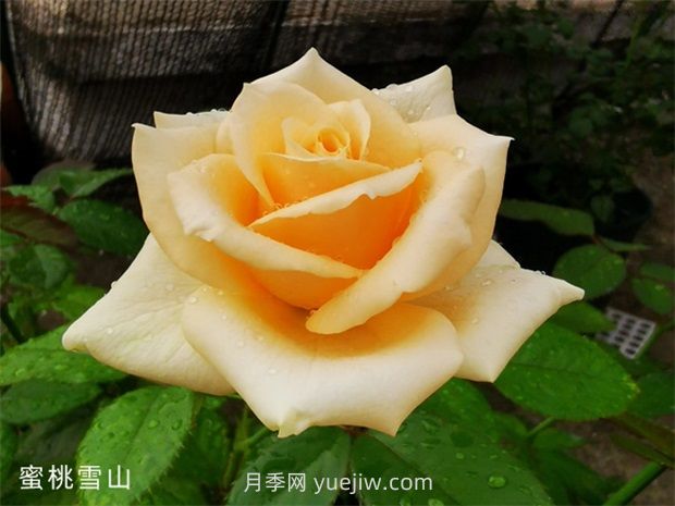 蜜桃雪山月季，高貴的一款切花月季(圖1)