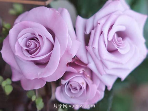 海洋之歌月季的優(yōu)缺點(diǎn)？適合新手養殖嗎？(圖1)