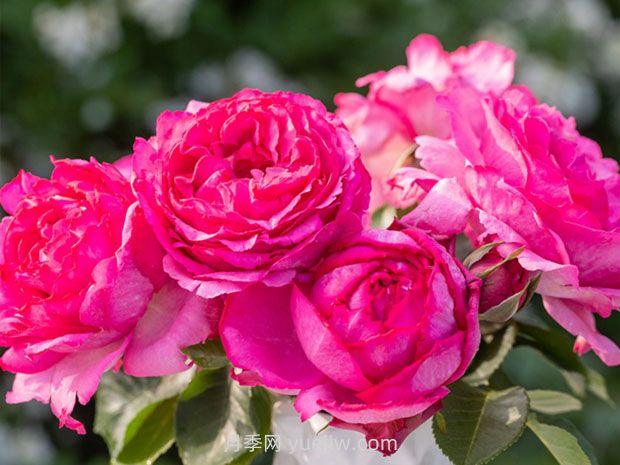 伊芙伯爵月季的優(yōu)缺點(diǎn)是什么？(圖1)