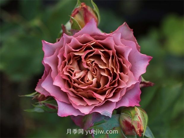 英倫節拍月季的優(yōu)缺點(diǎn)是什么？(圖1)