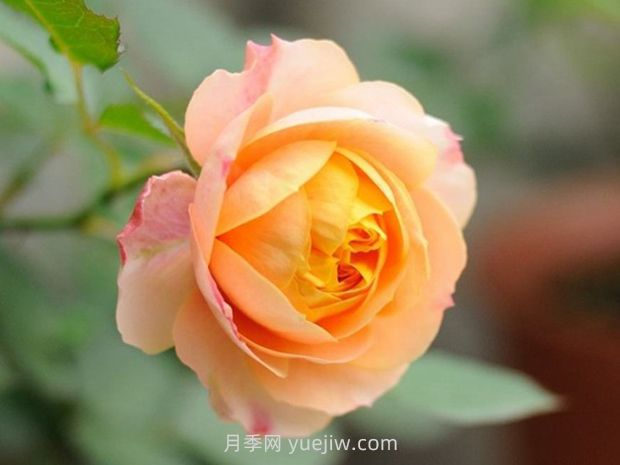 浪漫寶貝月季的優(yōu)缺點(diǎn)是什么？(圖1)